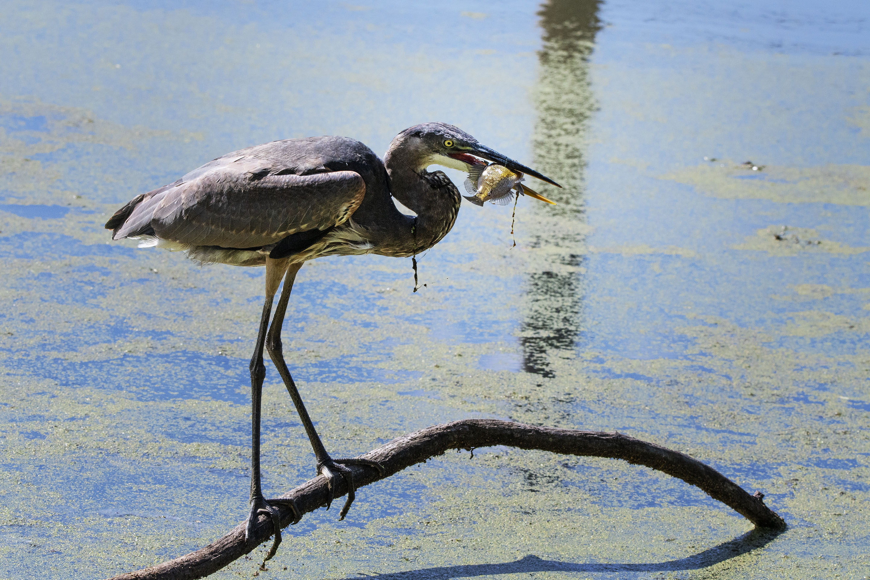 3rd PrizeOpen Nature In Class 2 By Larry Stamm For Got My Supper FEB-2026.jpg
